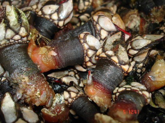 Cervejaria Ferradura Lagos